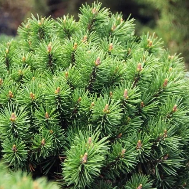 Фото 1. Сосна горная 