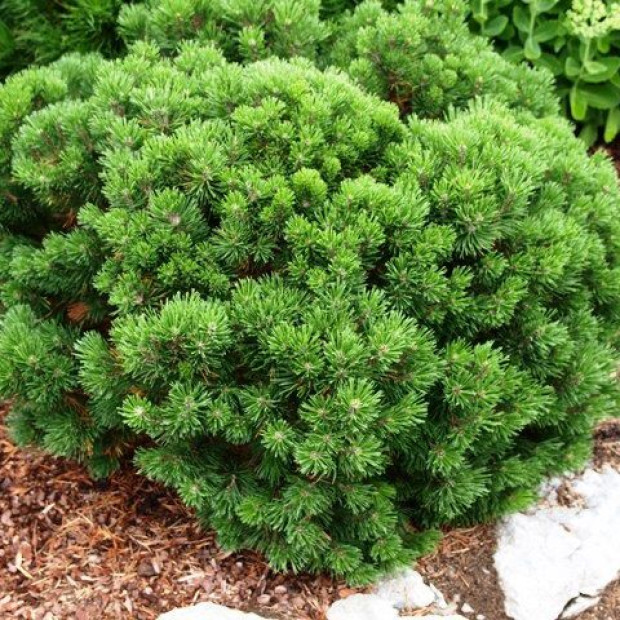 Фото 4. Сосна горная 