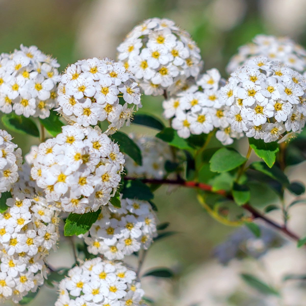 Спирея «Вангутта» в каталоге СЦ Корекозево
