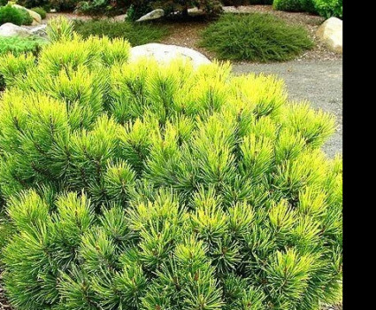 Сосна горная Ophir в каталоге СЦ Корекозево