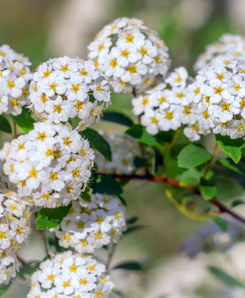 Спирея «Вангутта» в каталоге СЦ Корекозево