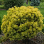 Миниатюра 4. Сосна горная 