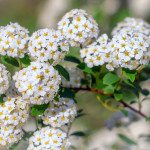 Миниатюра 1. Спирея «Вангутта» в каталоге СЦ Корекозево