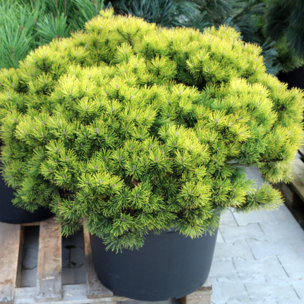 Фото 2. Сосна горная 