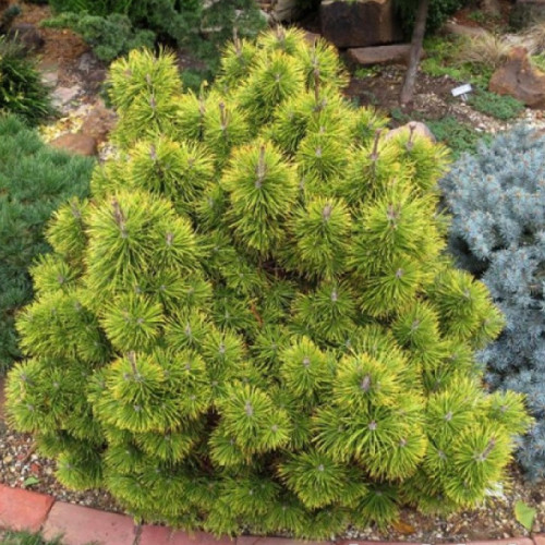 Сосна горная Zundert в каталоге СЦ Корекозево