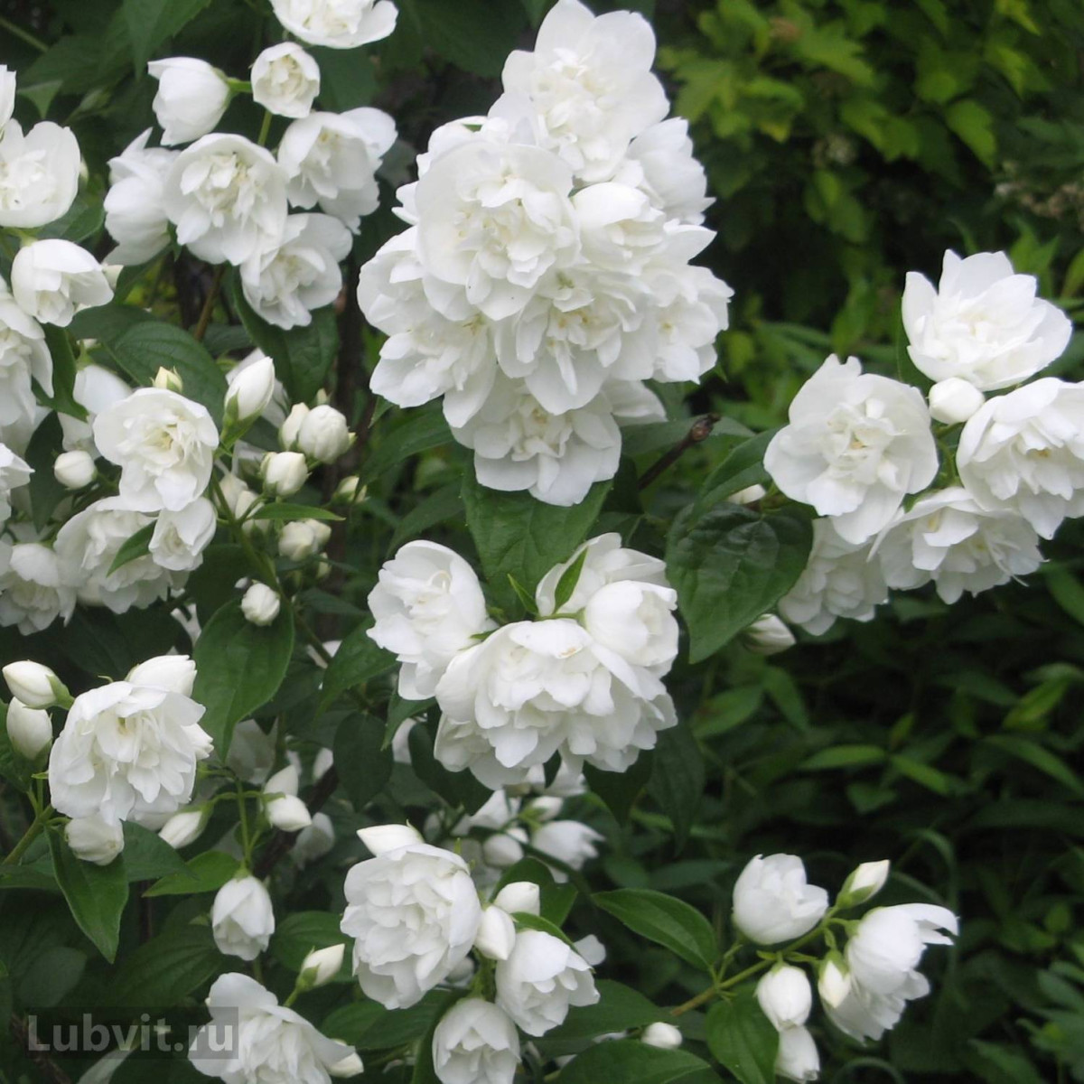 Чубушник Зоя Космодемьянская в каталоге СЦ Корекозево