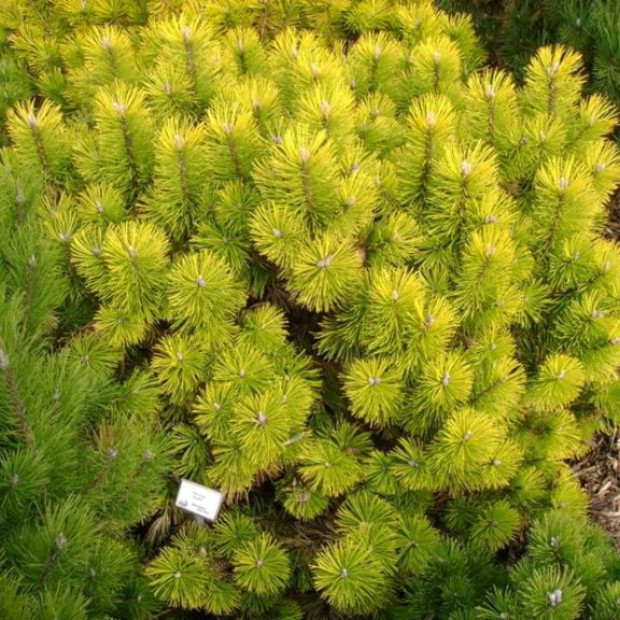 Фото 3. Сосна горная 