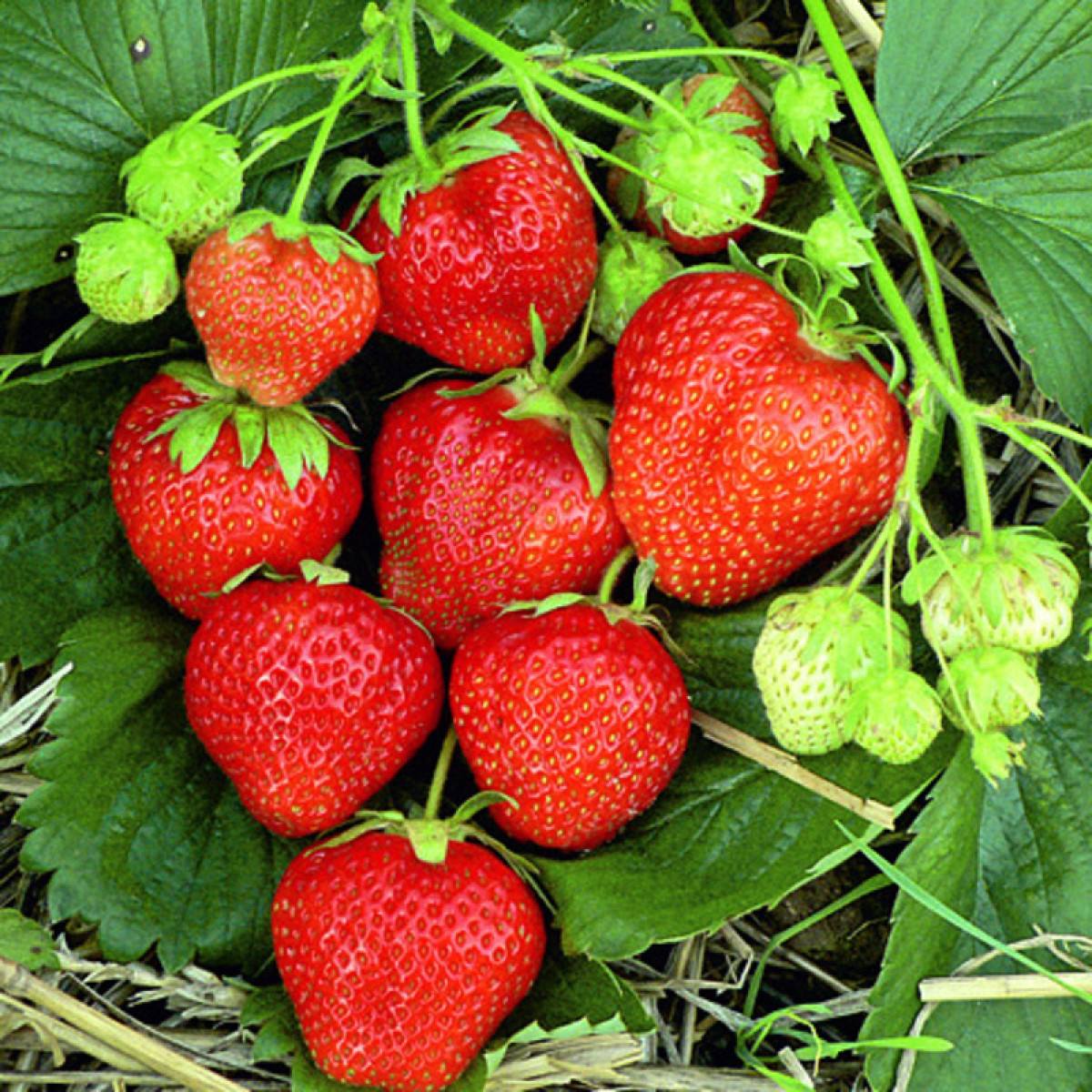 Клубника «Магнус» в каталоге СЦ Корекозево