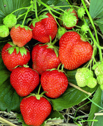 Клубника «Магнус» в каталоге СЦ Корекозево