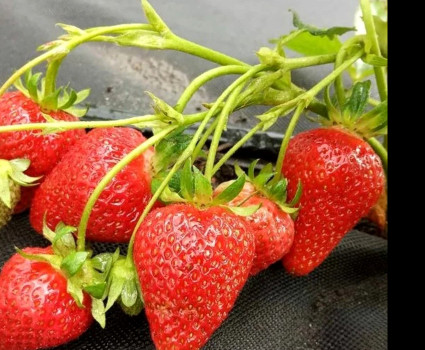 Клубника «Мурано» в каталоге СЦ Корекозево