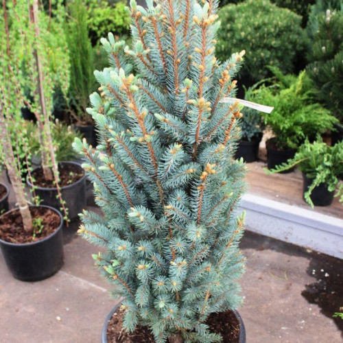 Ель колючая «Iseli Fatigiate» в каталоге СЦ Корекозево