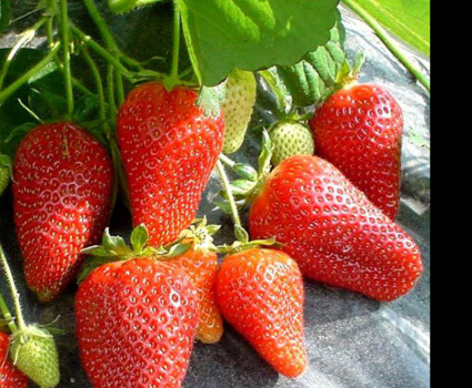 Клубника «Роксана» в каталоге СЦ Корекозево