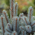 Миниатюра 4. Ель колючая «Iseli Fatigiate» в каталоге СЦ Корекозево