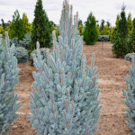 Миниатюра 2. Ель колючая «Iseli Fatigiate» в каталоге СЦ Корекозево