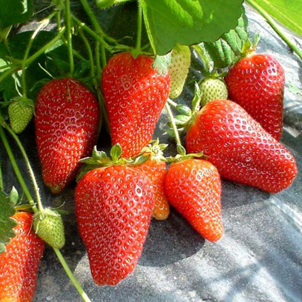 Фото 1. Клубника «Роксана» в каталоге СЦ Корекозево