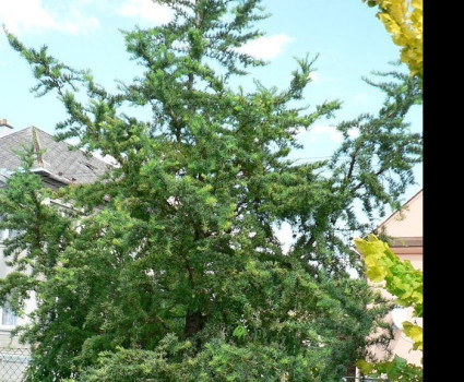 Лиственница кемпфера Diana в каталоге СЦ Корекозево