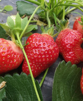 Клубника «Сан Андреас» в каталоге СЦ Корекозево