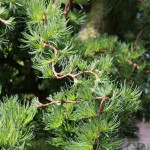 Миниатюра 4. Лиственница кемпфера 