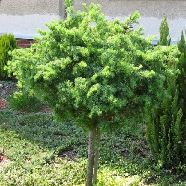 Фото 3. Лиственница кемпфера 