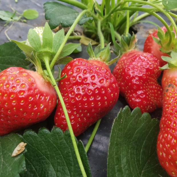 Фото 1. Клубника «Сан Андреас» в каталоге СЦ Корекозево