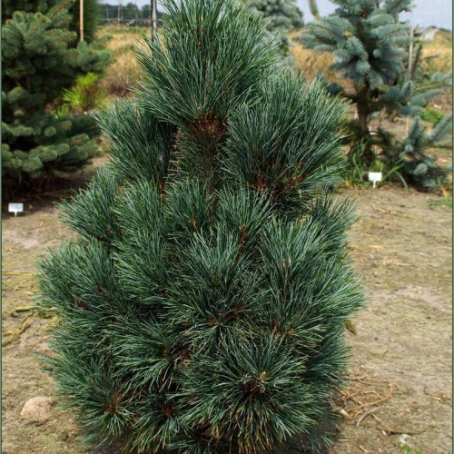 Сосна кедровая европейская Glauca Compacta в каталоге СЦ Корекозево