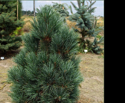 Сосна кедровая европейская Glauca Compacta в каталоге СЦ Корекозево