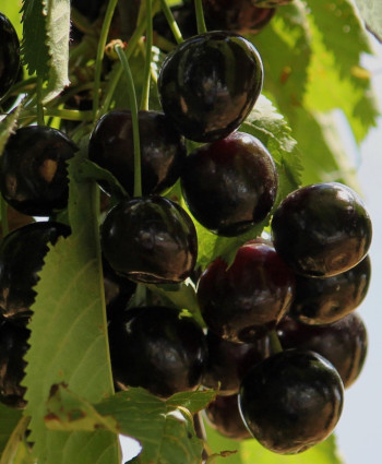 Черешня «Крупноплодная черная» в каталоге СЦ Корекозево