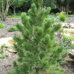 Миниатюра 4. Сосна кедровая европейская 