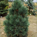 Миниатюра 1. Сосна кедровая европейская 