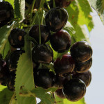 Миниатюра 1. Черешня «Крупноплодная черная» в каталоге СЦ Корекозево