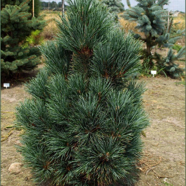 Фото 1. Сосна кедровая европейская 