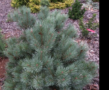 Сосна обыкновенная Chantry Blue в каталоге СЦ Корекозево