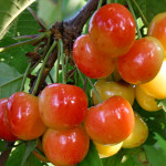 Миниатюра 2. Черешня «Поэзия» в каталоге СЦ Корекозево