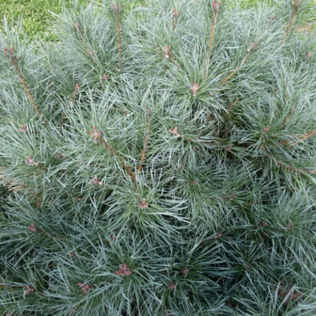 Фото 3. Сосна обыкновенная 