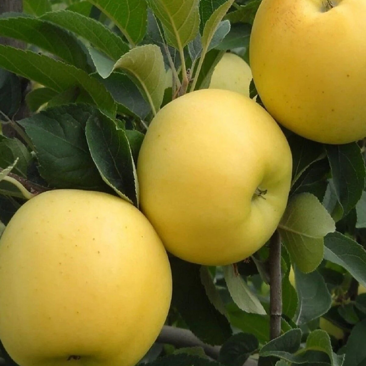 Яблоня «Брянское Золотистое» в каталоге СЦ Корекозево