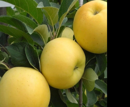 Яблоня «Брянское Золотистое» в каталоге СЦ Корекозево