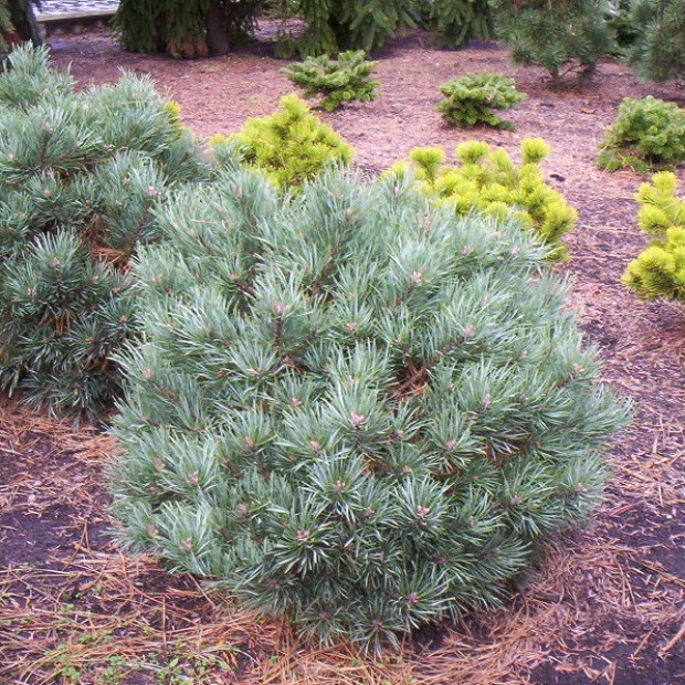 Фото 2. Сосна обыкновенная 