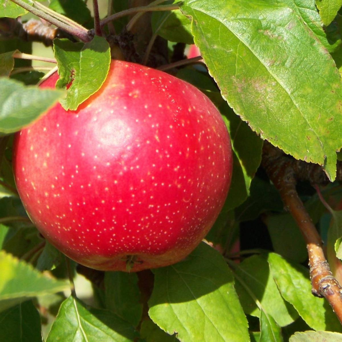 Яблоня «Пепин Шафранный» в каталоге СЦ Корекозево