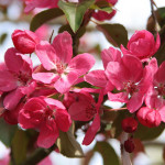 Миниатюра 2. Яблоня «Рудольф» в каталоге СЦ Корекозево