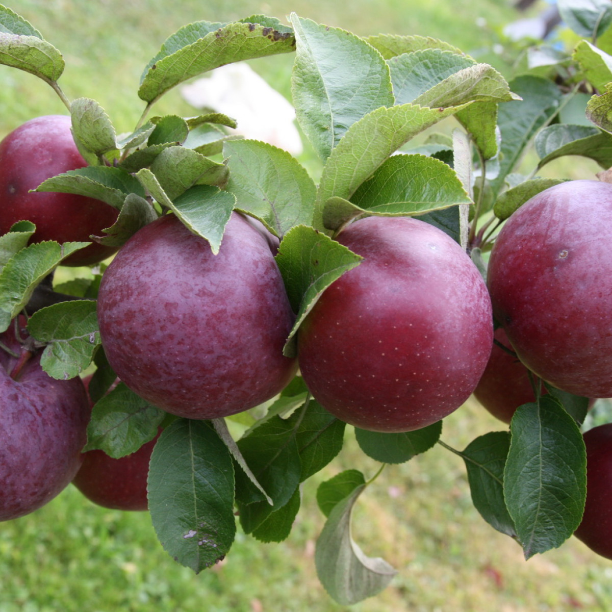 Яблоня «Спартан» в каталоге СЦ Корекозево