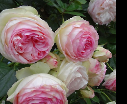 Роза Pierre de Ronsard в каталоге СЦ Корекозево