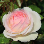 Миниатюра 3. Роза 