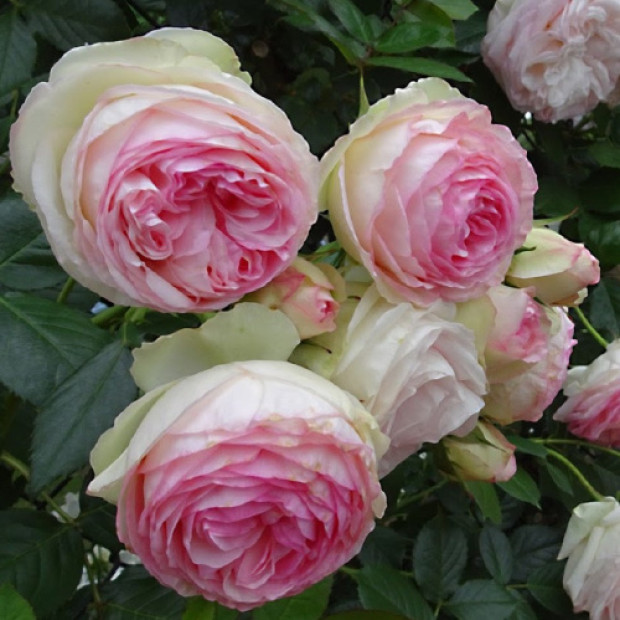 Фото 1. Роза 