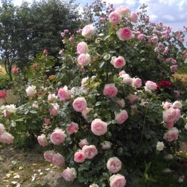 Фото 2. Роза 