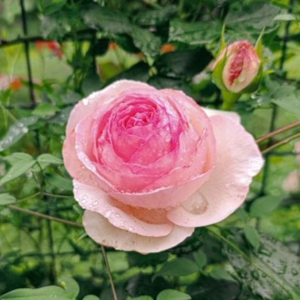 Фото 4. Роза 