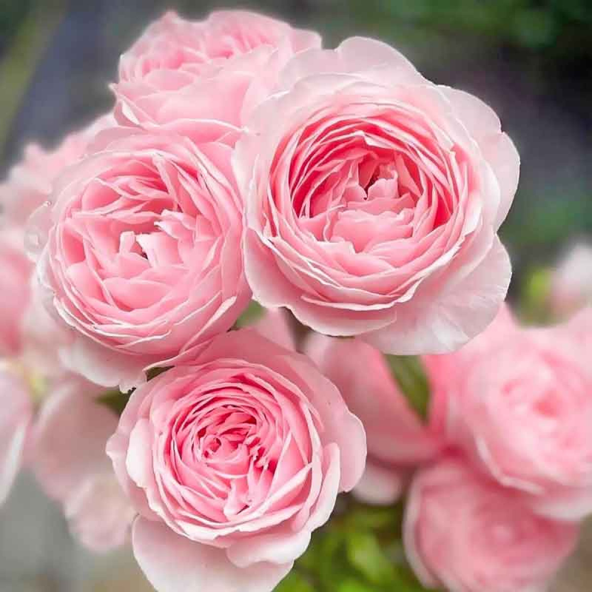 Роза Nahema в каталоге СЦ Корекозево