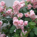 Миниатюра 3. Роза 