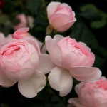 Миниатюра 4. Роза 