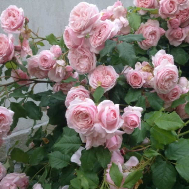 Фото 3. Роза 