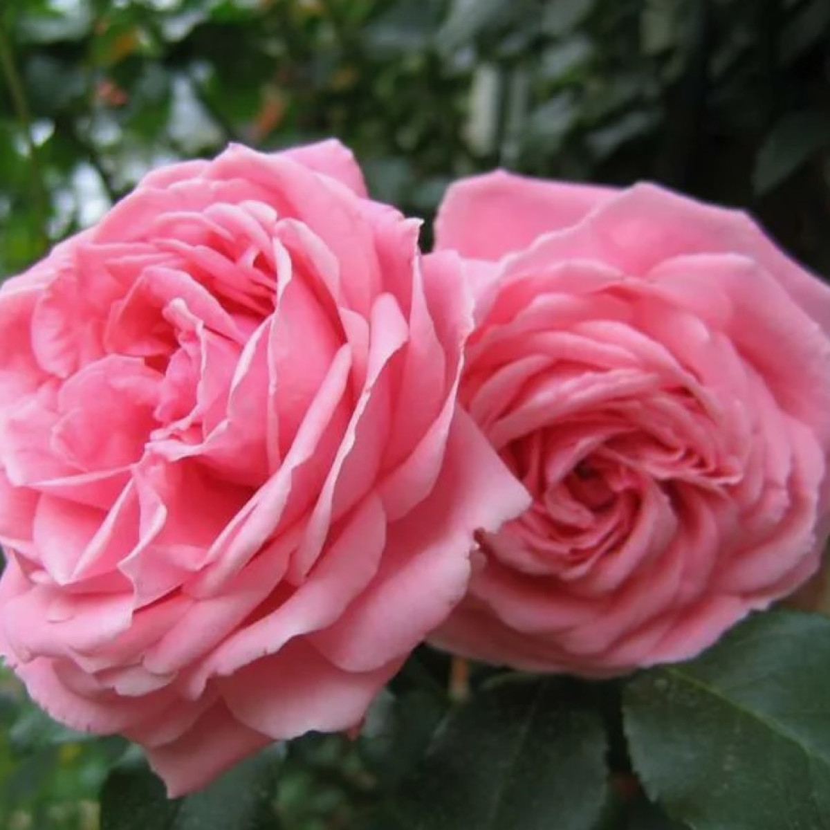 Роза Coral Dawn в каталоге СЦ Корекозево